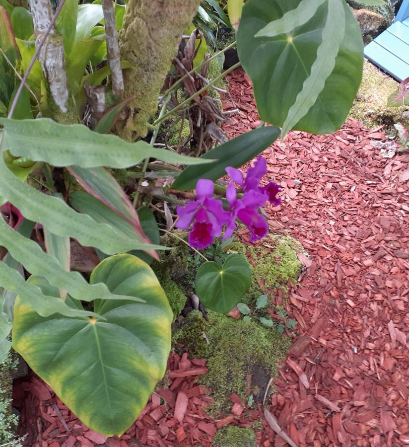 Paradise Cottage At Anthurium Hale Hilo Eksteriør bilde